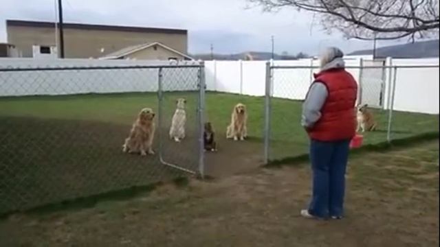 Собачки в колхозе дрессированные но ориентация нетрадиционная.