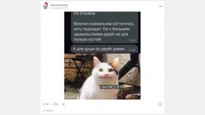 МЕМЫ С КОТАМИ ))) | С Озвучкой!