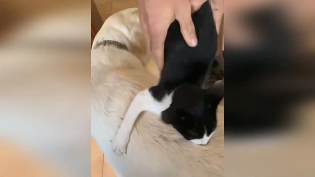 Funny Cats| Котейский Windows Заработал| #приколыскотами  #приколы #catsfunny #смешныекоты2023