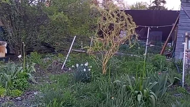 Ваське пришла посылка. Продали бройлеров. Наши огурчики.