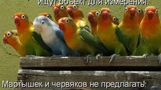 Котоматрица Нарезка приколов про котов