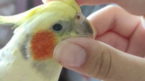 Чёшу попугая кореллу)