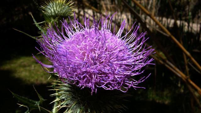 Самые популярные русские песни и фото в хорошем каче... смотреть онлайн