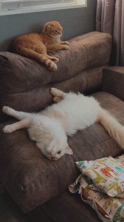 Кошка Тима заняла коляску чихуахуа Лаврентия