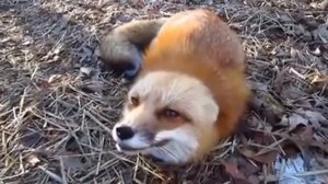 Как говорит лиса. Прикол! (Ylvis - The Fox (What Does the Fox Say?)