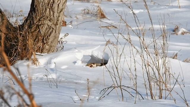 бесстрашный заяц! смотреть онлайн