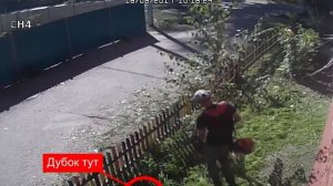 Срубили дубок, 18.08.2017