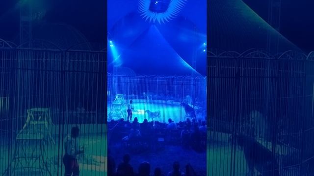 Шок. Цирк.ZAVATTA шоу Тигров и Львов.Смотреть до конца во Франции г. Нант смотреть онлайн