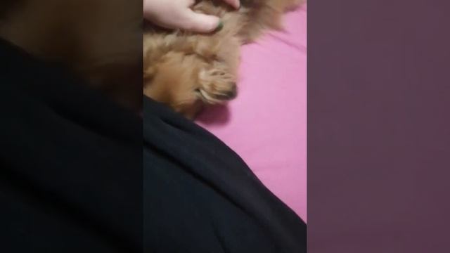 утро холодной весны🥶немецкий шпиц🐶