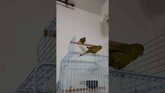 Попугай Маша делает странные звуки , Кеша услышал смотреть онлайн