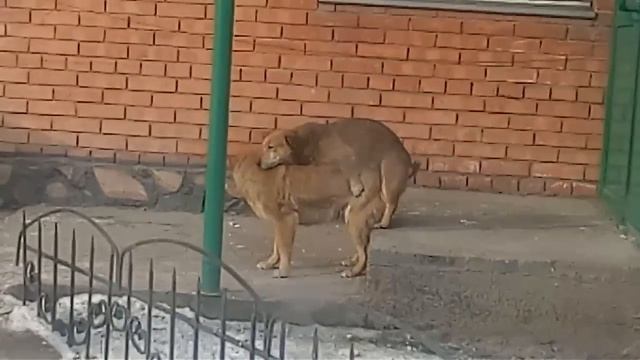 Собачье счастье, приколы, собаки смотреть онлайн