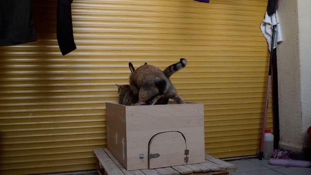 Así se hace un "Gatonejo". смотреть онлайн