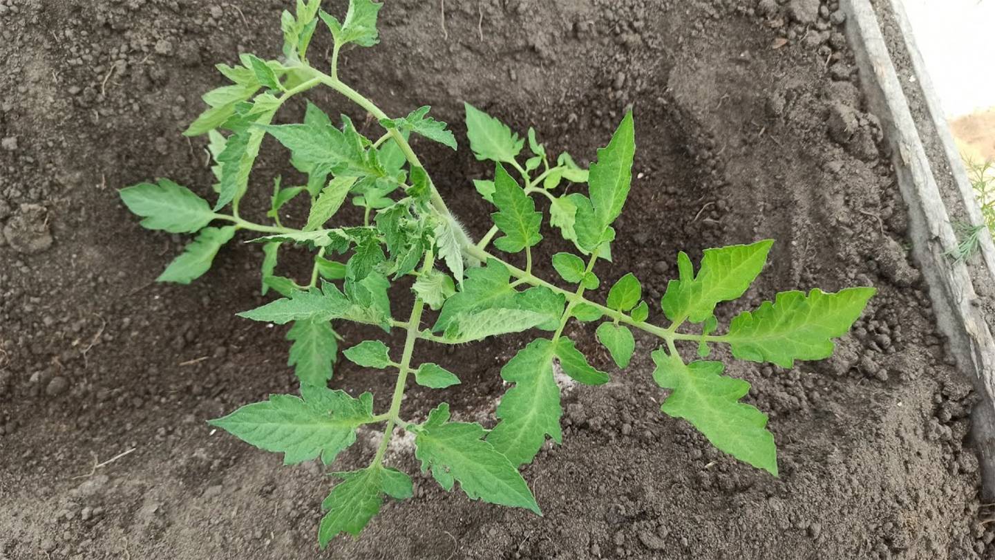 🍅 Как правильно сажать рассаду помидоров в открытый грунт в траншею — БЕЗ ХИМИИ! 🌱