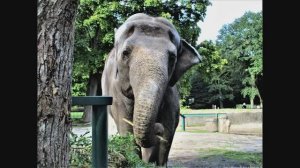 Зоопарк в Калининграде