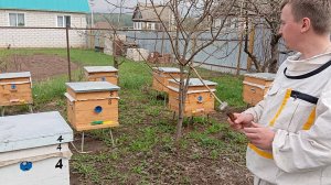 Делаем отводок из основных пчелиных семей
