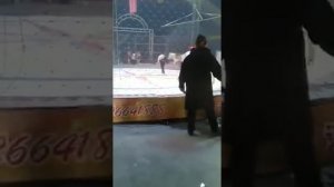 В цирке тигры напали на лошадь