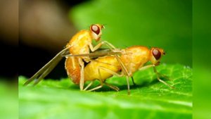 10 ШОКИРУЮЩИХ СЛУЧАЕВ МЕЖВИДОВОГО СЕКСА   YouTube