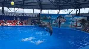Сочи-парк - дельфинарий