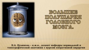 Видеоурок. Анатомия больших полушарий головного мозга