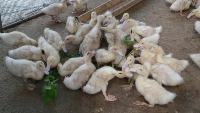Что нужно знать о разведение уток мулардов в домашних условиях