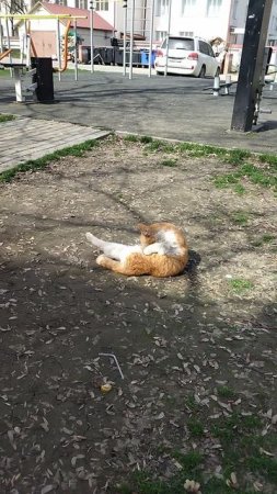 рыжий кот на релакс