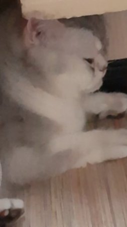 😅батарея😱и😦кот😸