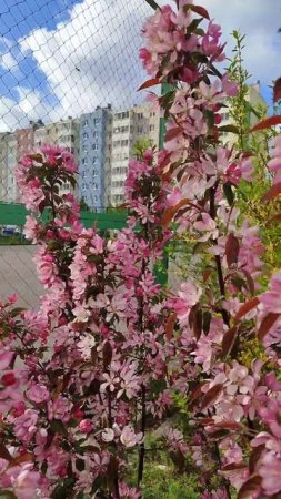 #калининград #цветы....лучше чем люди...предпочту лишь их...