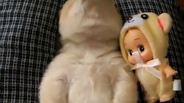 сон маленького шпица приколы ночью видео
