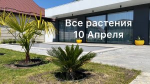 Пальмы и другие растения 10 Апреля 2025 🌴🎋🌲