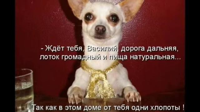 КОТОМАТРИЦА