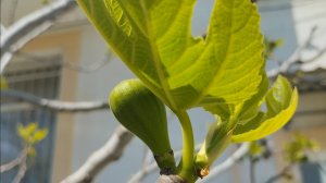 Большая морская