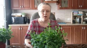 Петуния Тайдал, две расцветки в одном горшочке. Выглядят отлично!