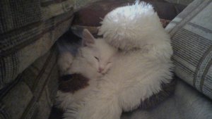 Жизнь замечательных котов (фильм 9)