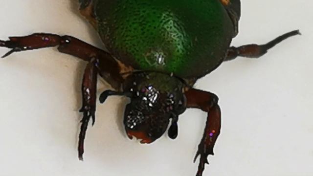 🌺Green~golden beetle(2)🇲🇾 смотреть онлайн