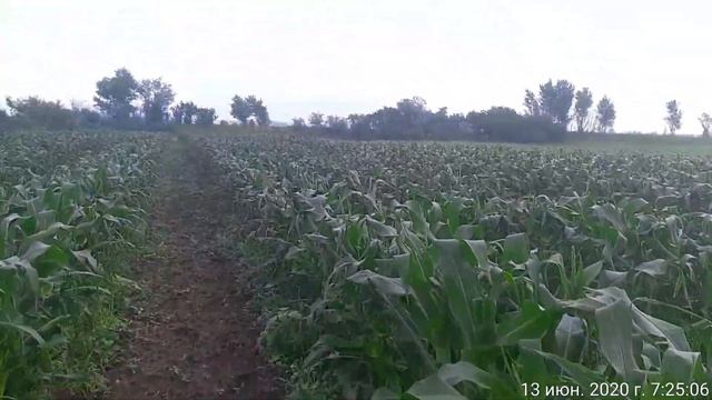 Кукуруза Уокер F1 смотреть онлайн