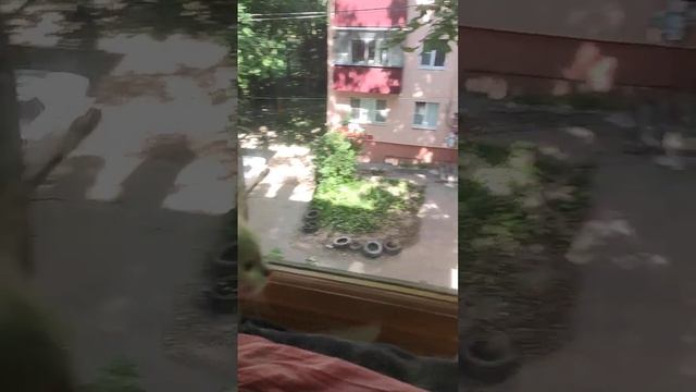 Кошка Белла и голубь на подоконнике. #коты #приколы #смешно #забавы смотреть онлайн