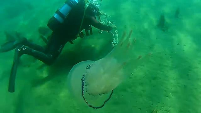Il polmone di Mare (Rhizostoma Pulmo) - Punta Sottile . Muggia (Trieste) смотреть онлайн
