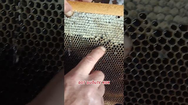 Пасека в горах. Как работает медогонка обзор. смотреть онлайн