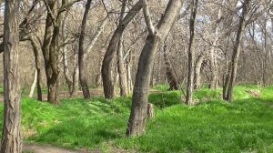 Парк имени Ленинского комсомола. Махачкала