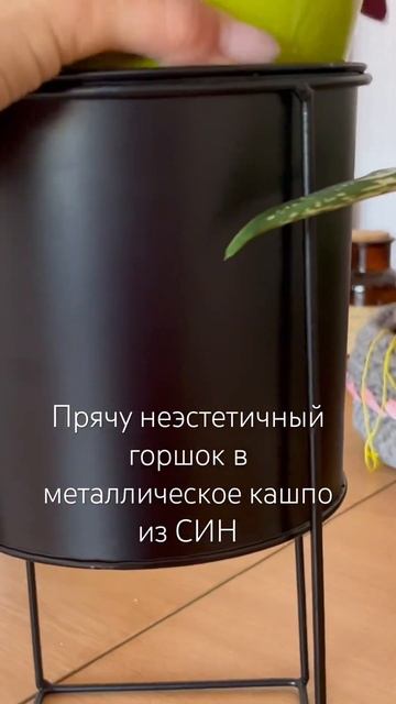 Не люблю салатовые кашпо 😂а вы? #комнатныерастения #фикусы #кашпо #синсейобзор #декор #уютныйдом