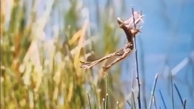 Украинское телевидение активно распространяет кадры работы ПВО СВУ😂 смотреть онлайн