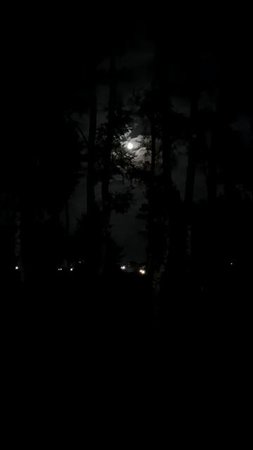 Луна среди деревьев