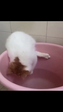 Котики (42)
