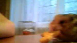 Хомяк кушает печеньку.