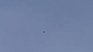 николаевские голуби,сплошные лидеры