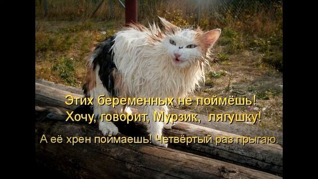 Смешные картинки!? смотреть онлайн