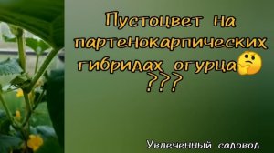 Пустоцвет на партенокарпических огурцах. Слабая партенокарпия?
