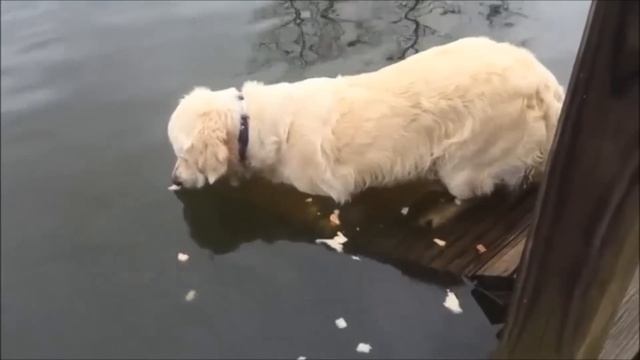 COUB - Мега приколы за неделю №2 смотреть онлайн