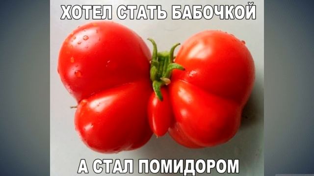 Лютые приколы . БАРАШ,ТЫ ЛИ ЭТО ? .Угарные мемы , смешные картинки смотреть онлайн