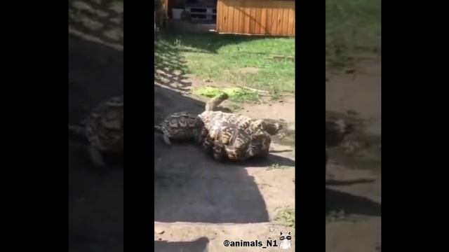 НУ И НУ, ЧТО ЗА ЧУДИЩЕ! Забавные котики! УМОРИТЕЛЬНЫЕ ЗВЕРЮШКИ С ОЗВУЧАНИЕМ! ССЫЛКА ВНИЗУ!